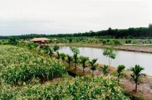 Pikun Thong Development Study Centre in Narathawit province, Thailand, which was initiated by His Majesty King Bhumibol Adulyadej The Great to serve as a model for farmers nationwide in improving the quality of soil. Source: Thailand Tourism Directory website
