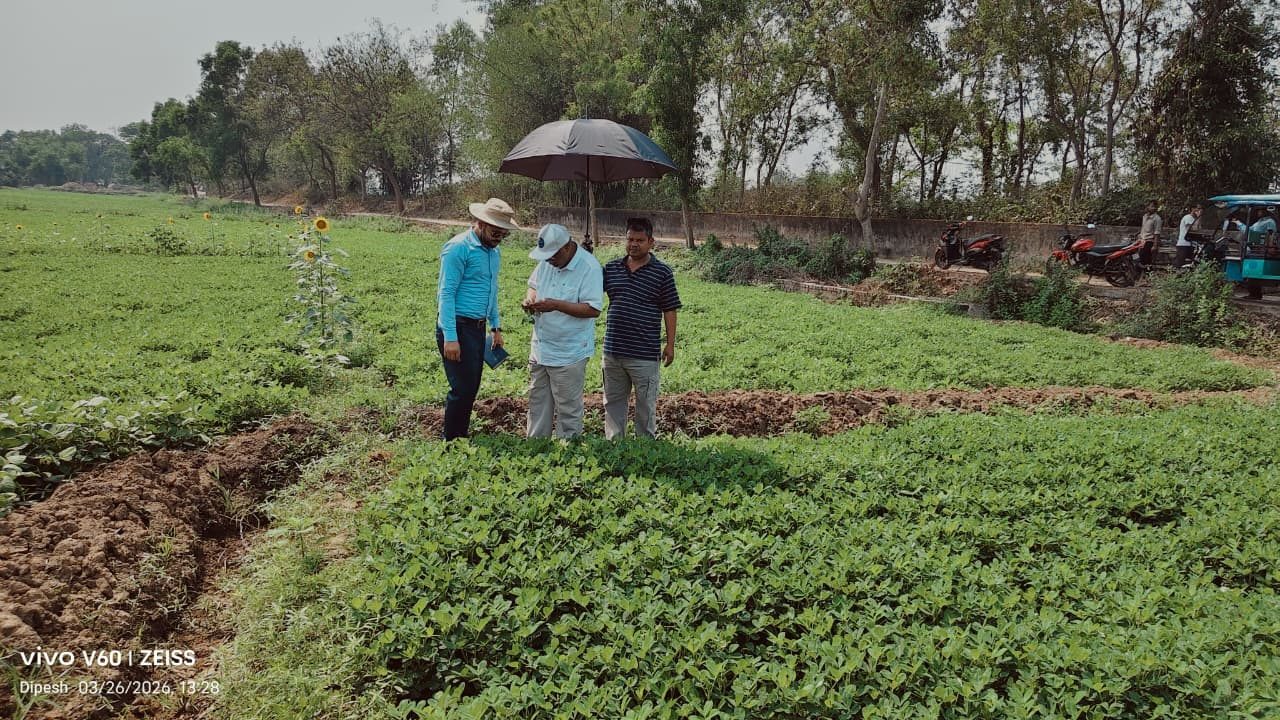 পূর্ব মেদিনীপুরে চিনাবাদাম চাষে রোগপোকা নির্ণায়ক মাঠ পর্যায়ের পরিদর্শন